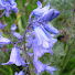Kiz7wySpI-8-channel-avatar-Blue Bell