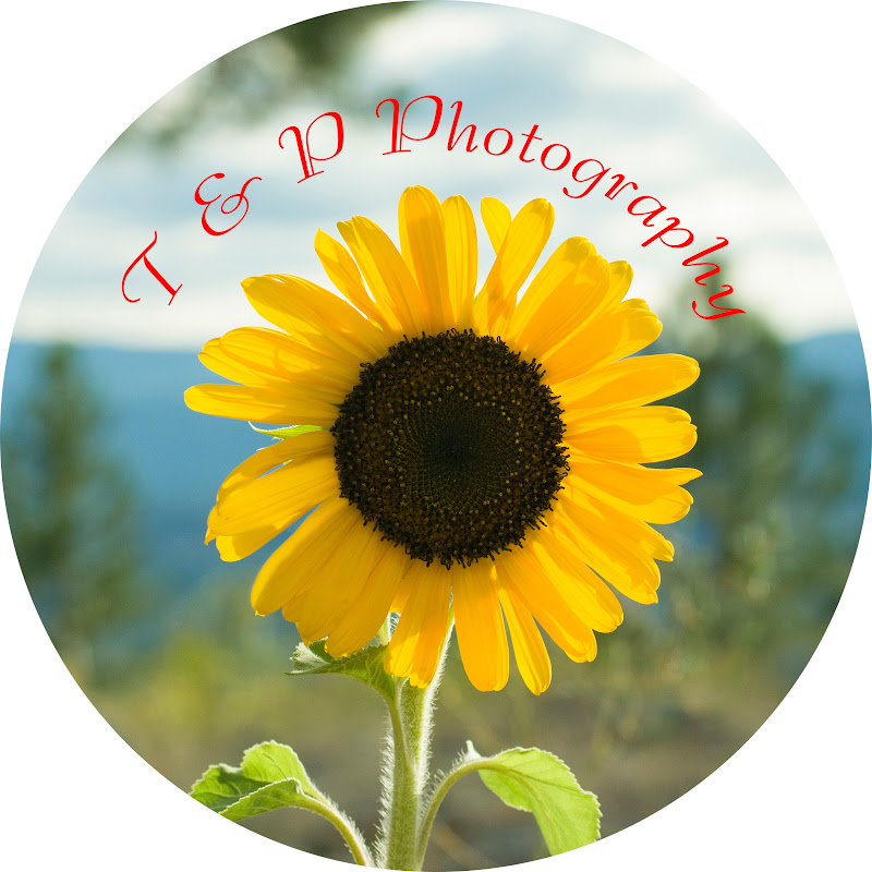 Turtles and Peace Photography