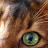 @MaxPaws's avatar