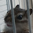 @Thunder_chipmunk