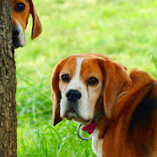 Beagle Welfare