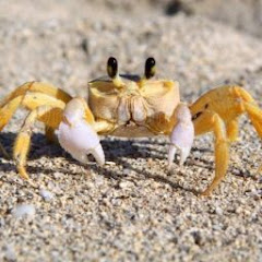 king of crabs
