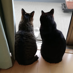 Jun Chenアイコン画像