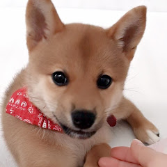 Yuki Channel Shiba Inu 白い手袋の柴犬ゆき