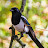@henryochieng6892 Avatar