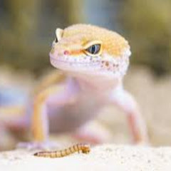 Eco Gecko