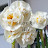 @user-kl9kr8zr9e