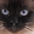 1P2WL7KxUBg-channel-avatar-that catprince