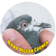 Rana Pigeon Corner channel logo