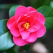 Japan News【ツバキ】