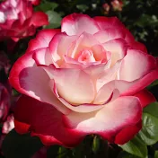 rose もう一つの部屋