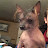 @huntershreeve8563 Avatar