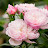 @user-ye1ui2zg7z