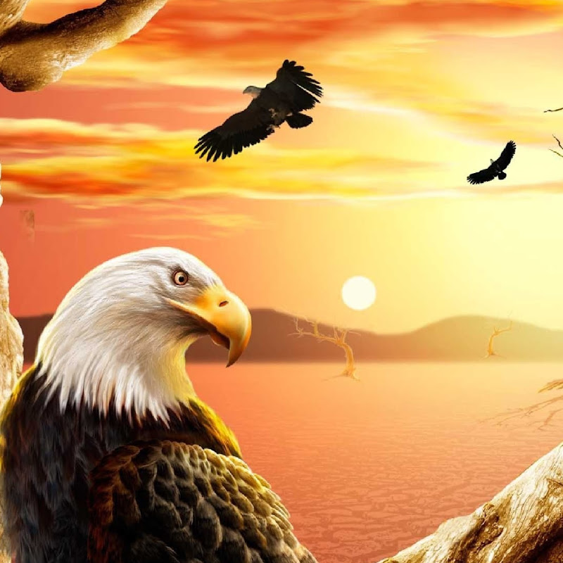DI EAGLE NEWS icon