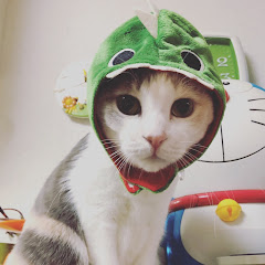 【ねこもち家の日常】1人で猫5匹と暮らす