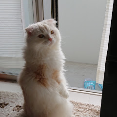 ルル