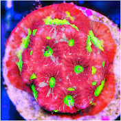 Sids Reef