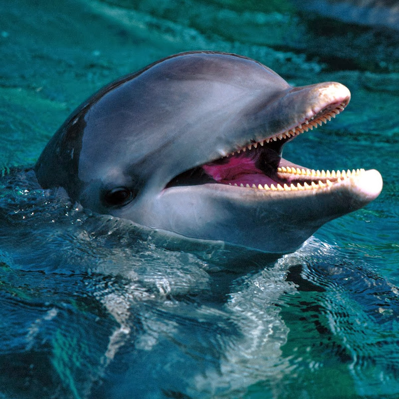 marinodelfino icon