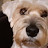 Ellie, the Irish Softcoated Wheaten Terrier