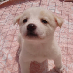 雑種犬くるみとFamily Life!!アイコン画像