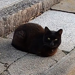 Osaka BlackCat
