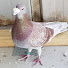 Mkg0kN7o_mI-channel-avatar-Adam Archer Pigeons