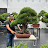 Bonsai Nursery India