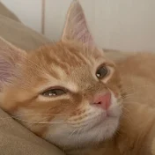 こたくん