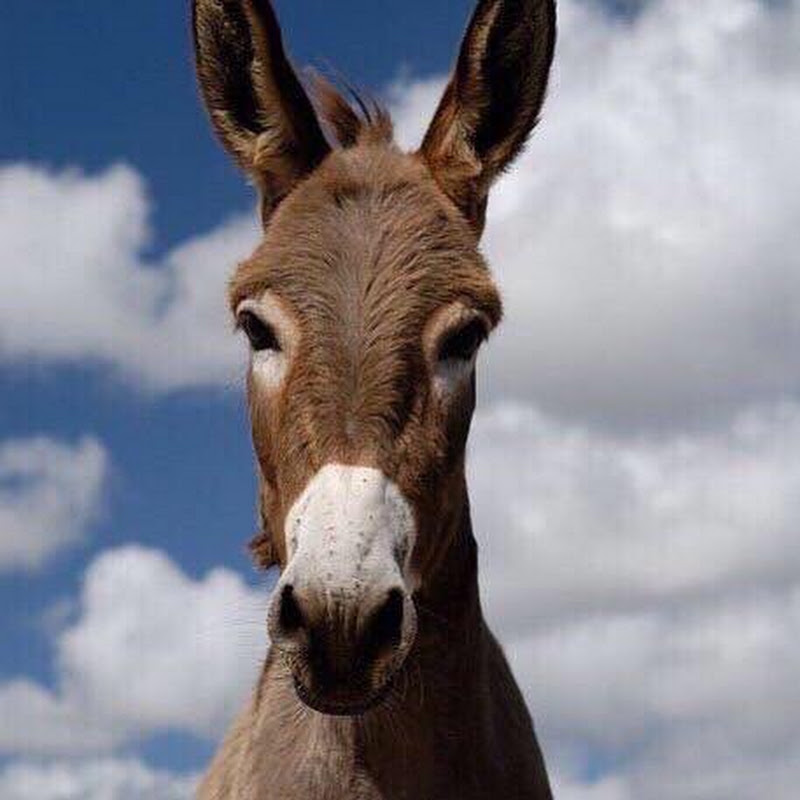 Shakira the Donkey
