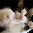 @냥냥펀치-z2p