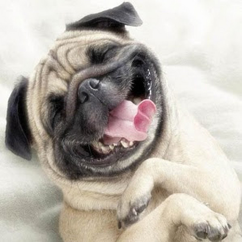 WOW Funny Animals