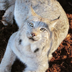 WildlifeBernie Avatar