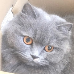 もこちゃんねる