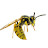 @theyellowjacket4262