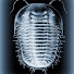 fAxHlLK3Oyk-channel-avatar-TrilobiteJuice