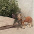 5t-yMu0BnjI-channel-avatar-Schleich movies 12