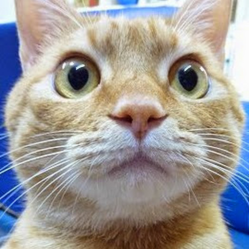 bijkcat