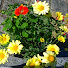 G976VOcqVeo-channel-avatar-Roger