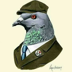 Delhi pigeon Lover Avatar