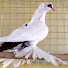 dVp5O0wfBYs-channel-avatar-حمام العراق