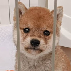 豆柴くんちゃん Mame Shiba Inu Kunchan