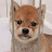 豆柴くんちゃん Mame Shiba Inu Kunchan