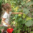 Чеховский виноград и сад