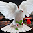 White dove of love