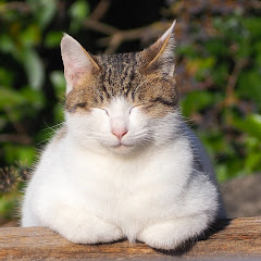 sho-chn channel thumbnail