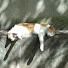 cuGVipu7_eM-channel-avatar-気ままにWalkin'