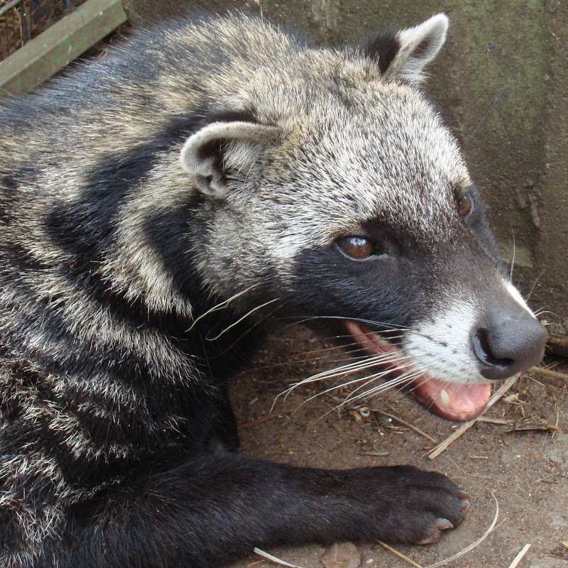Woollito