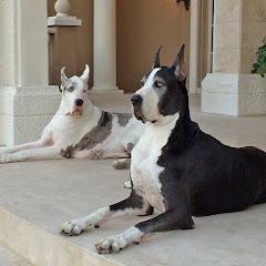 Max and Katie the Great Danes Avatar