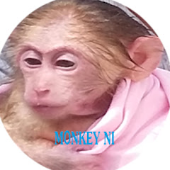 Monkey Baby Ni net worth