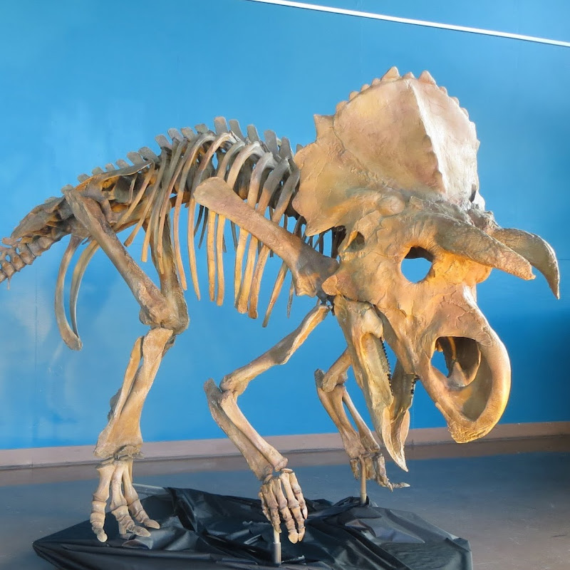 TrieboldPaleo